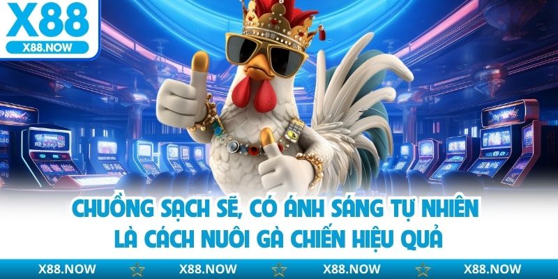 Chuồng sạch sẽ, có ánh sáng tự nhiên là cách nuôi gà chiến hiệu quả